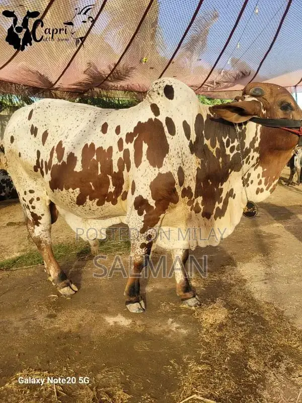 Qurbani ka bachra or bachriya