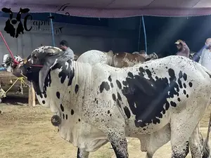 Qurbani ka bachra or bachriya