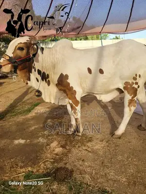 Qurbani ka bachra or bachriya