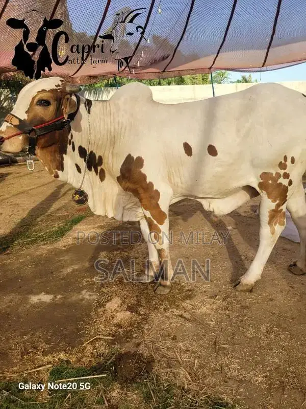Qurbani ka bachra or bachriya