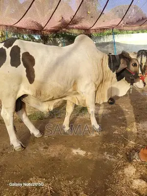 Qurbani ka bachra or bachriya