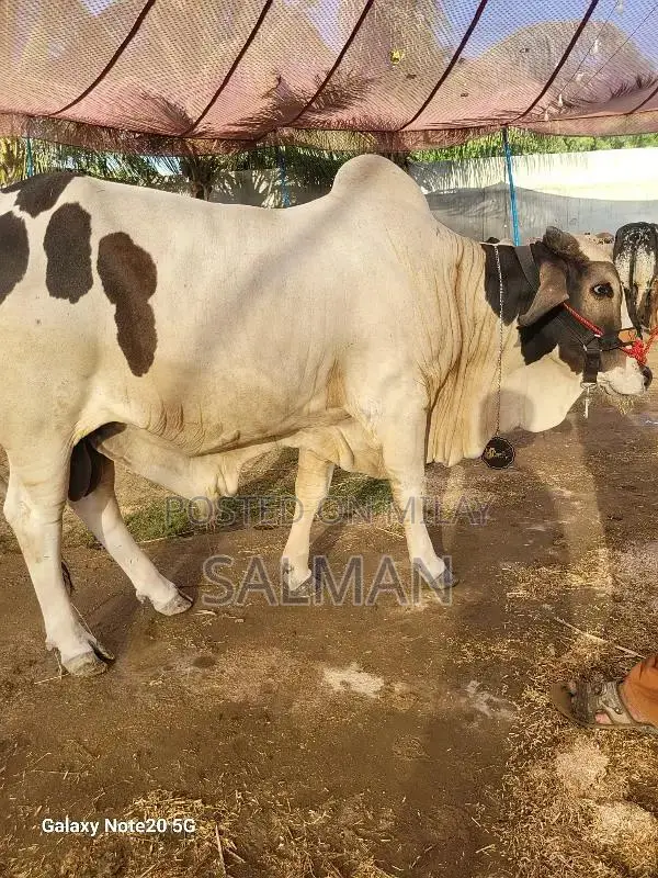 Qurbani ka bachra or bachriya