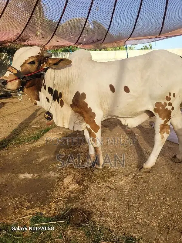 Qurbani ka bachra or bachriya