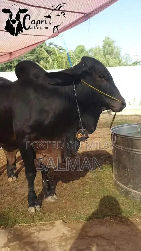 Qurbani ka bachra or bachriya
