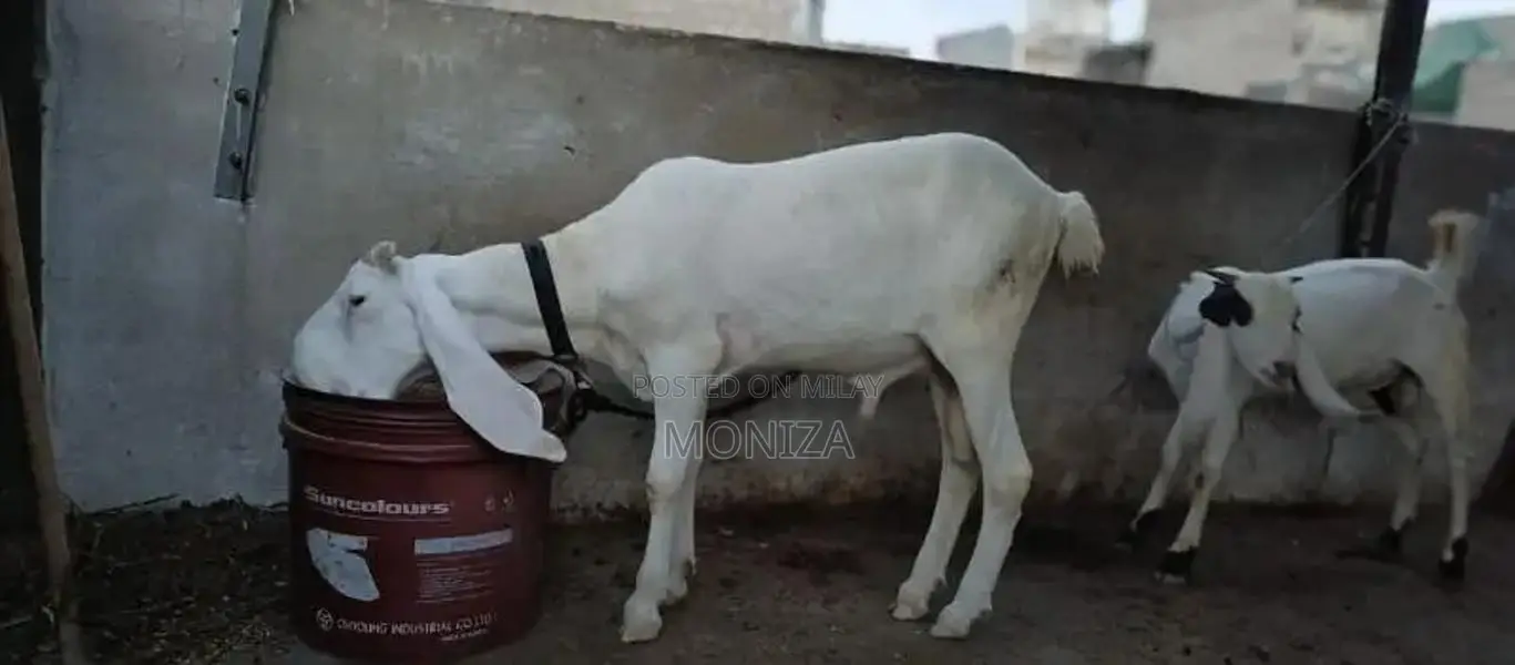 dumba for sale