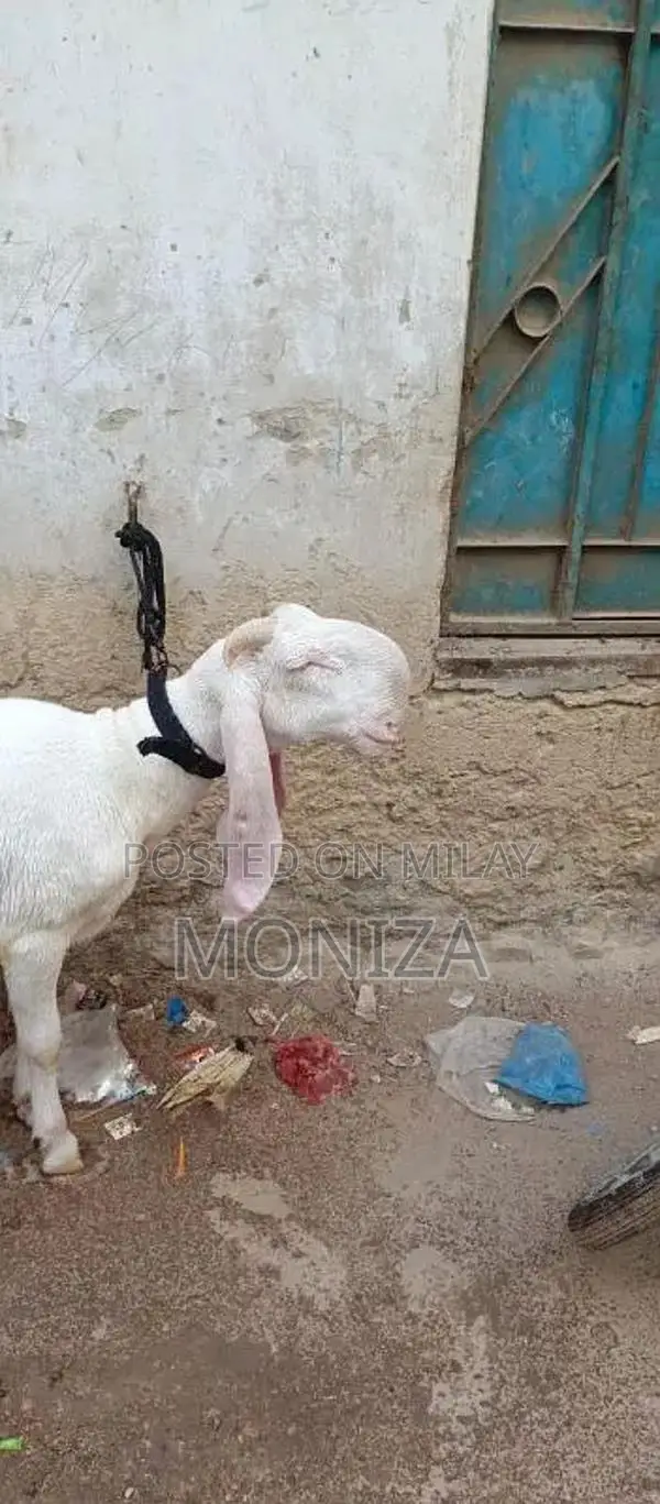 dumba for sale