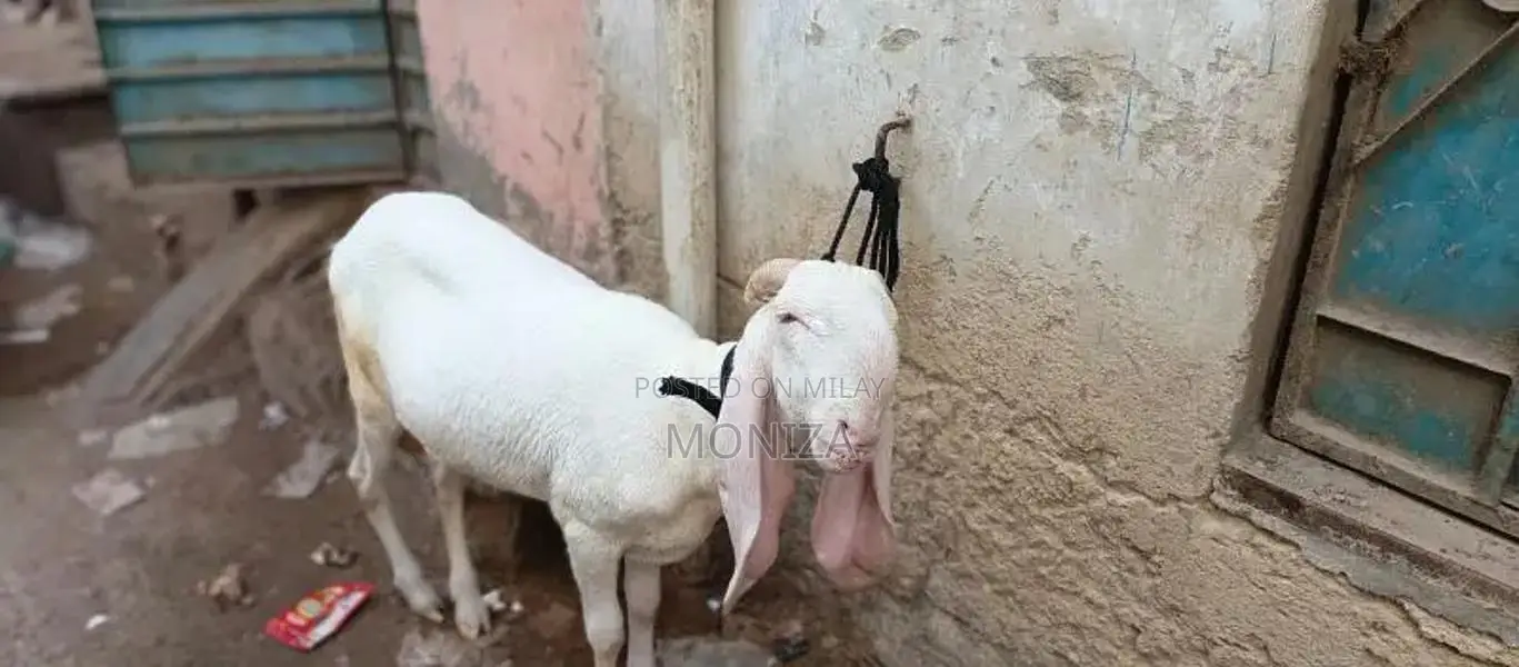 dumba for sale