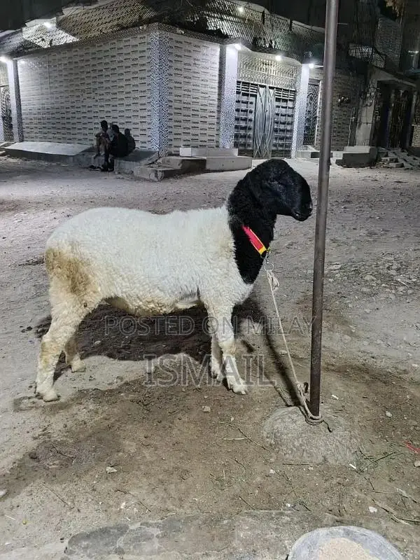 picture me chota lag Raha Hy heavy qurbani Dumpa sell for qu