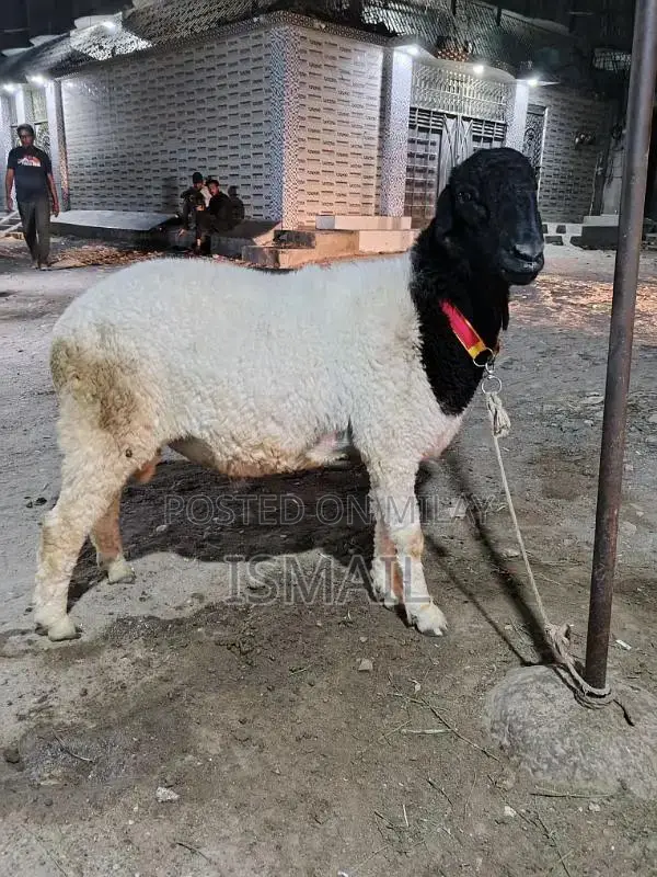picture me chota lag Raha Hy heavy qurbani Dumpa sell for qu