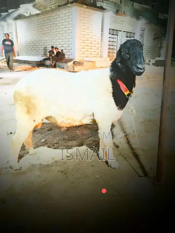 picture me chota lag Raha Hy heavy qurbani Dumpa sell for qu
