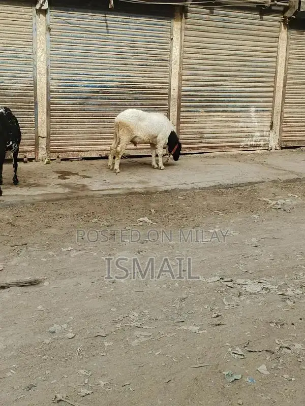 picture me chota lag Raha Hy heavy qurbani Dumpa sell for qu