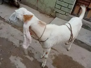 2 dant gulabi andu