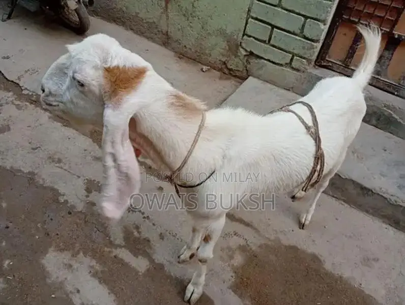 2 dant gulabi andu