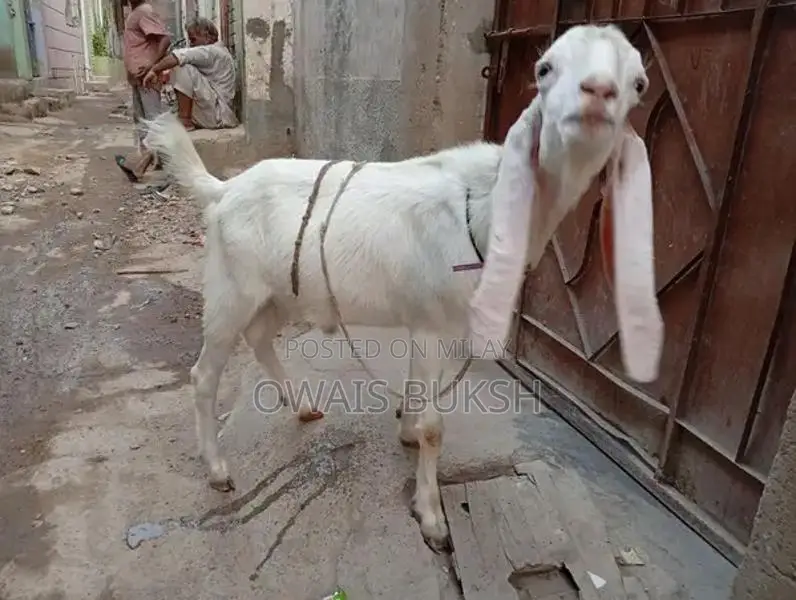 2 dant gulabi andu