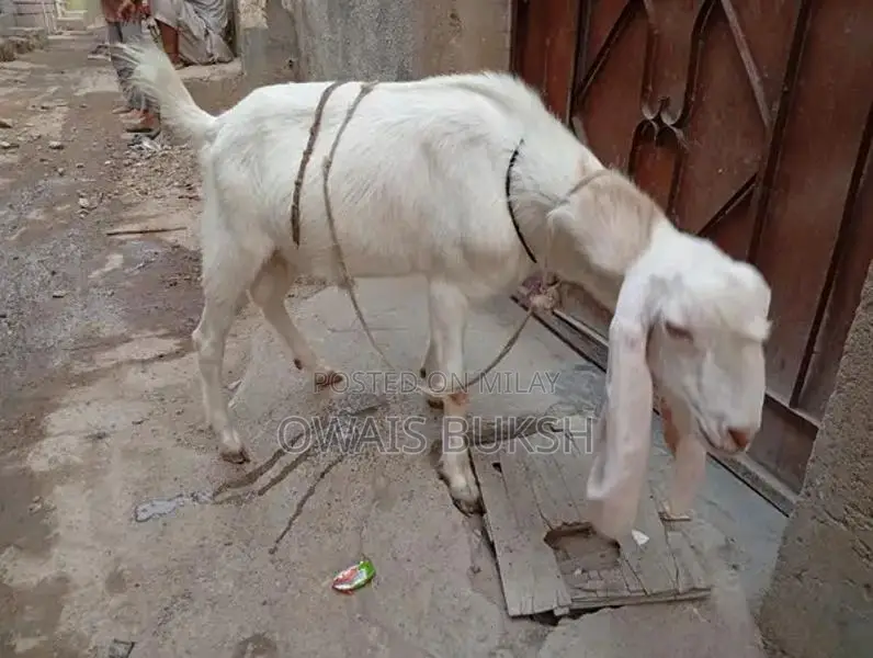2 dant gulabi andu