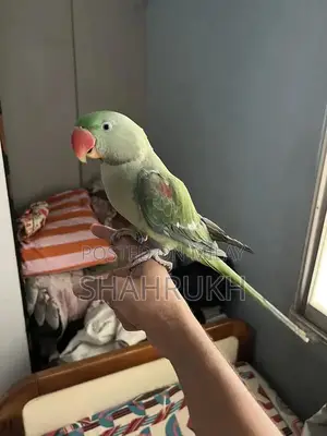 Photo - Raw parrot baby 9 months old