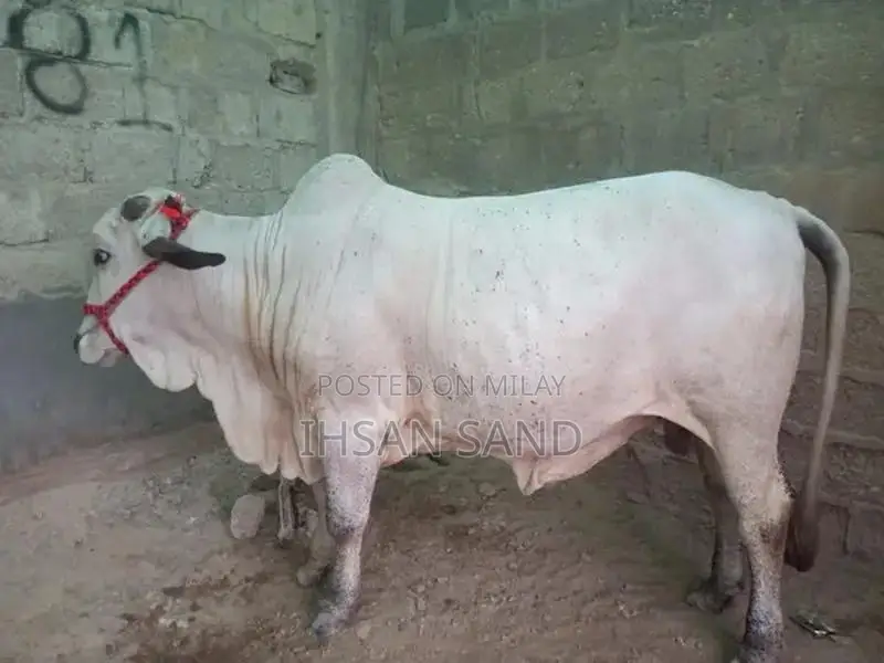 cow for sale